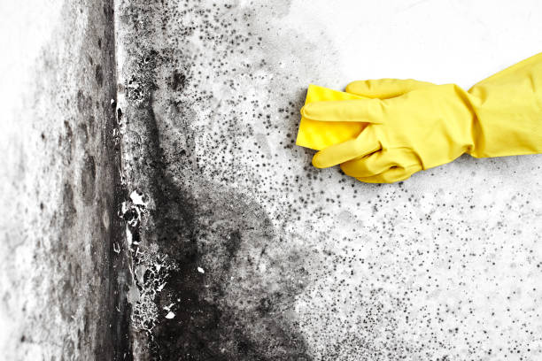 Best Attic Mold Removal  in Manila, AR