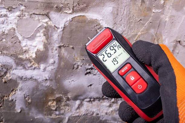 Office Mold Removal Services in Manila, AR