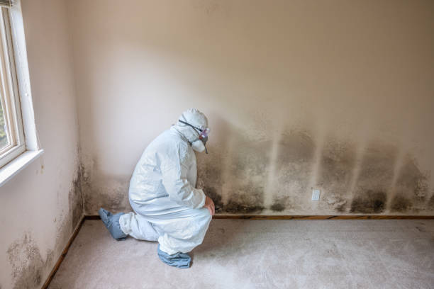 Professional Mold Removal in Manila, AR