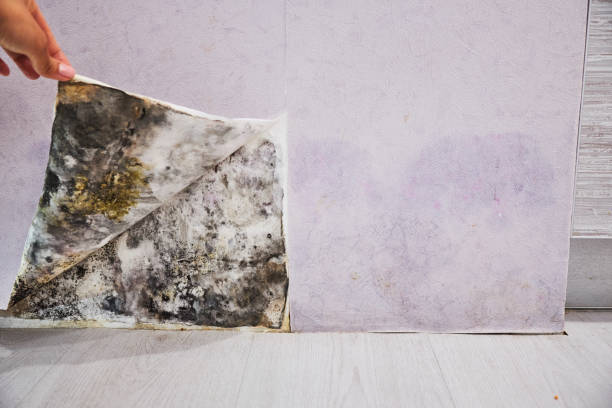 Best Mold Removal and Inspection  in Manila, AR